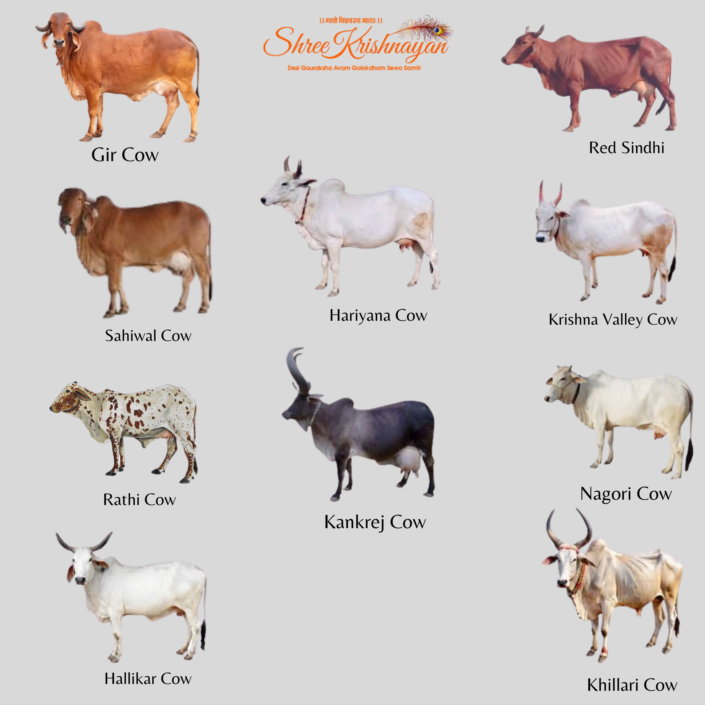  Cow Selling Guide