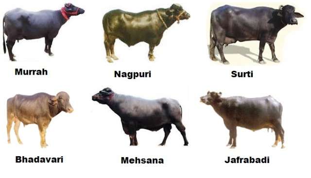 Buffalo Selling Guide