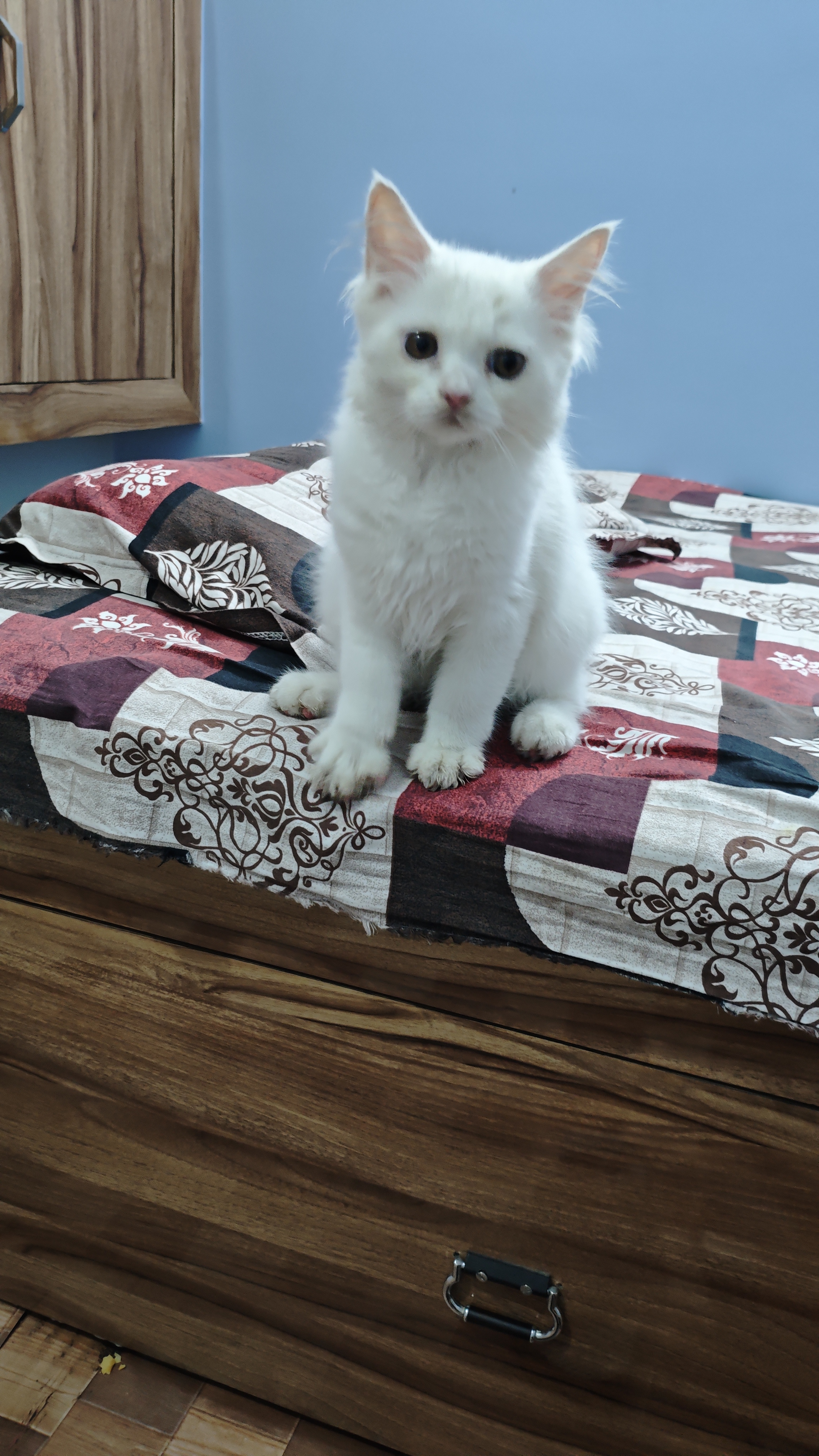 Blog Post 68