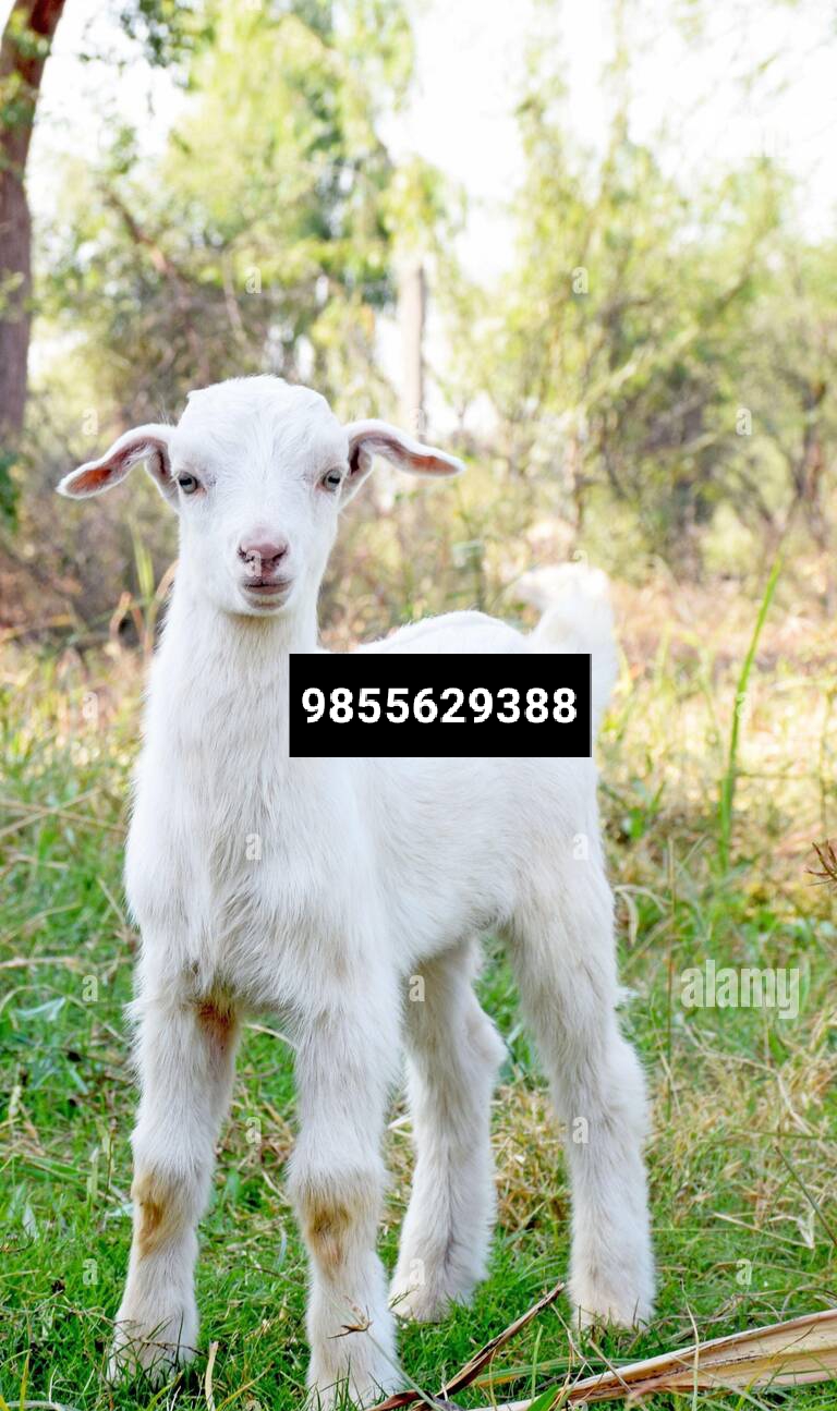 Goat Selling Contact Guide
